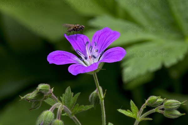 Wood Cranesbill