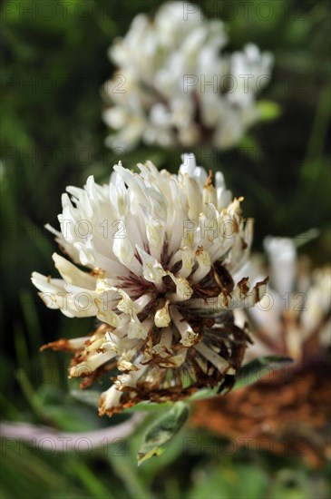 White clover