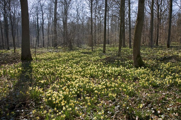 Wild daffodils