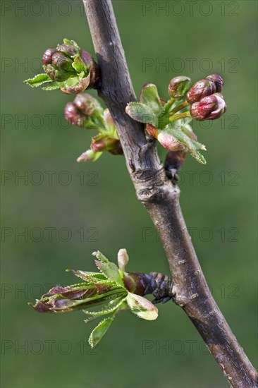 Wild cherry