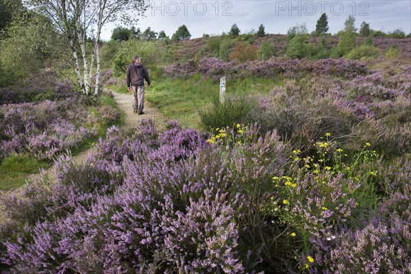 Heather flowering in heathland at the Hoge Kempen National Park