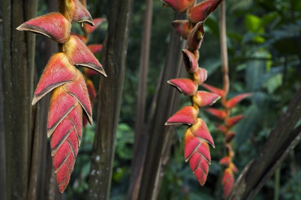 (Heliconia) pogonantha in flower in cloud forest, Costa Rica, Central America