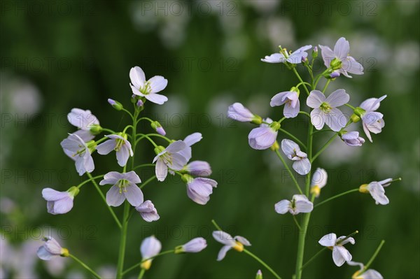 Cuckoo flower