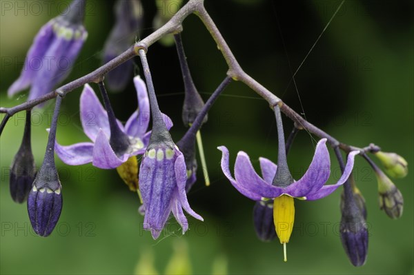 Bittersweet nightshade