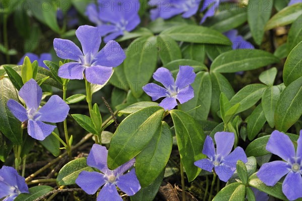 Lesser periwinkle