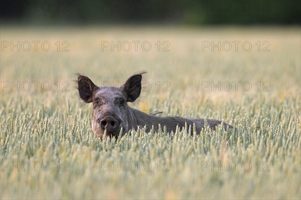 Solitary wild boar