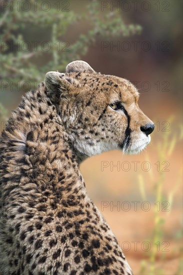 Northeast African cheetah