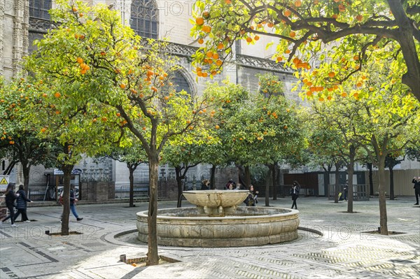 Seville Cathedral Orange Courtyard Andalusia