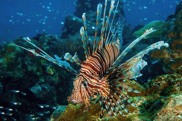 Pacific red lionfish