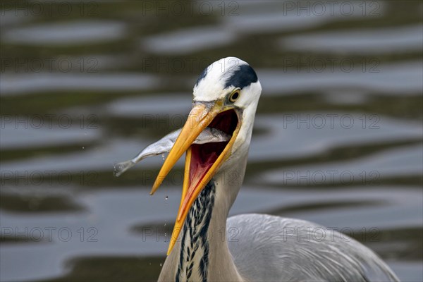 Grey Heron