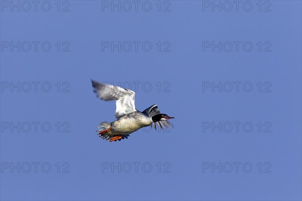 Common Merganser