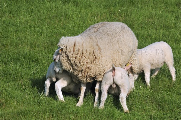 Domestic Texel sheep