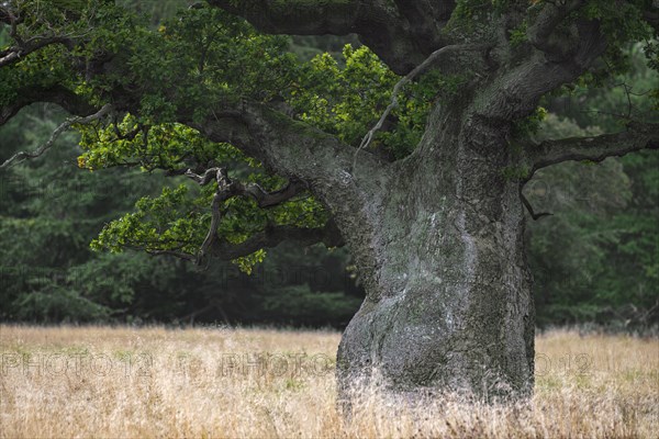 Old English oak