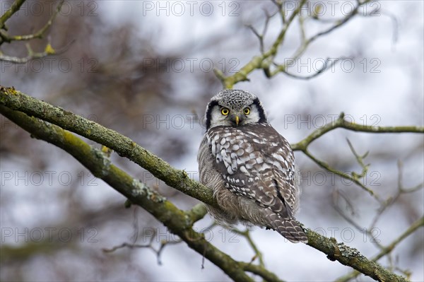 Northern hawk-owl