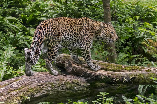 Javan leopard