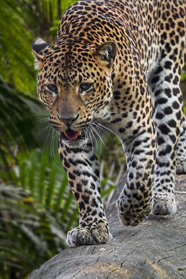 Javan leopard