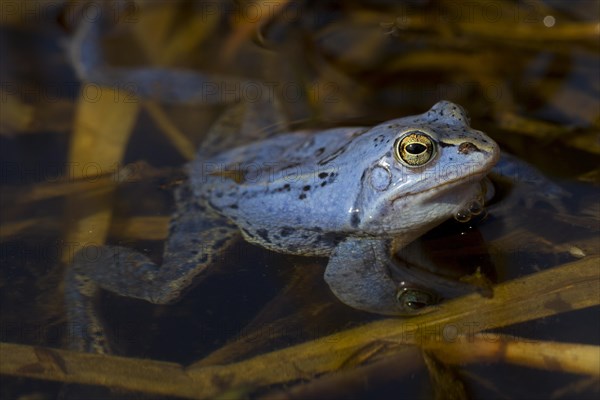 Moor Frog