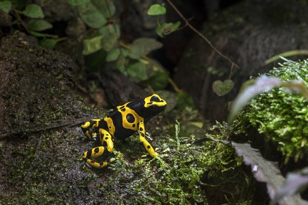 Yellow-banded poison dart frog