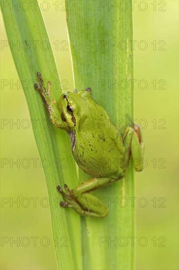 European tree frog