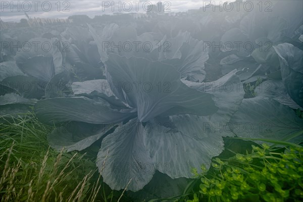 Filder-Rotkohl. Red Cabbage on the field in a suburbian of Stuttgart Baden-Wuerttemberg