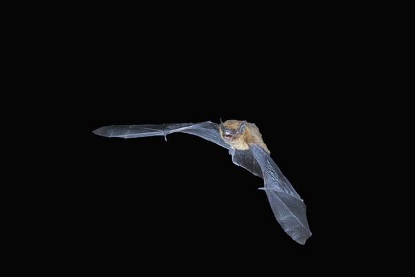 Common pipistrelle