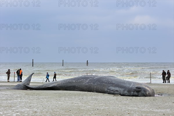 Stranded sperm whale