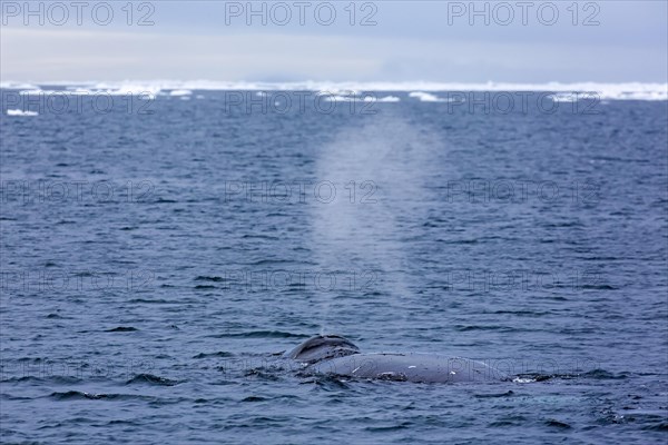 Blow through blowhole of bowhead whale
