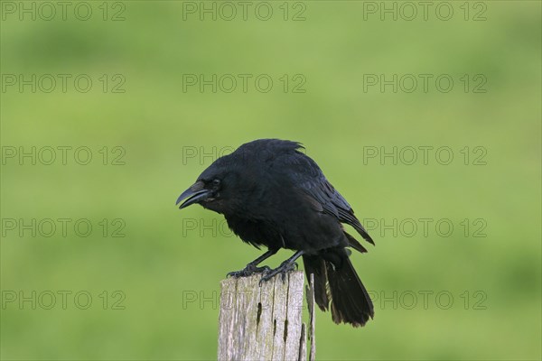 Carrion crow