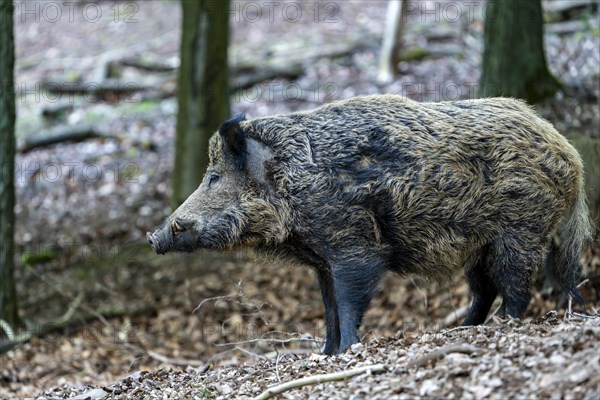 Wild boar