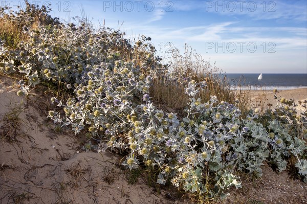 Sea holly