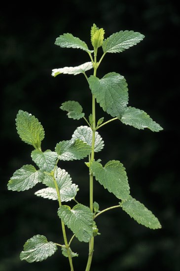 Lemon balm