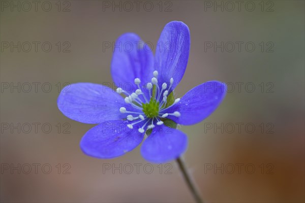 Common Hepatica