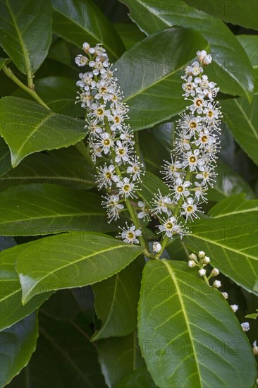 Cherry laurel