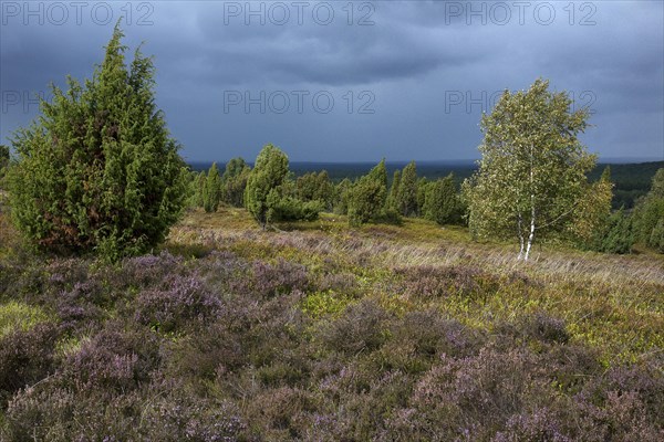 Lueneburg Heath