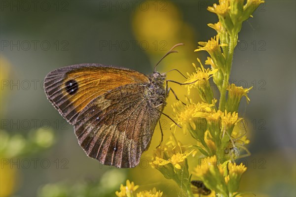 Gatekeeper