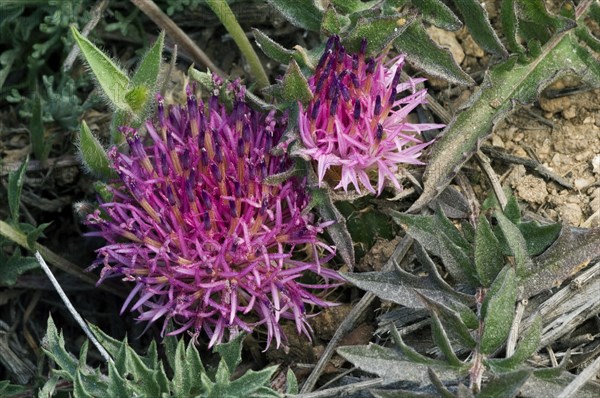 Distaff thistle