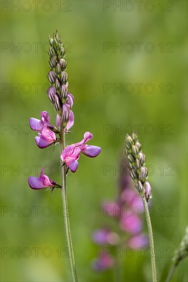 Common sainfoin