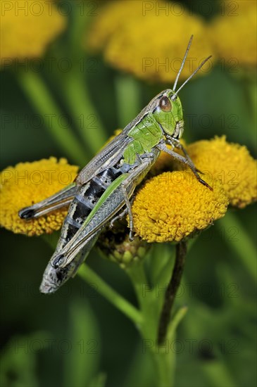 Meadow grasshopper