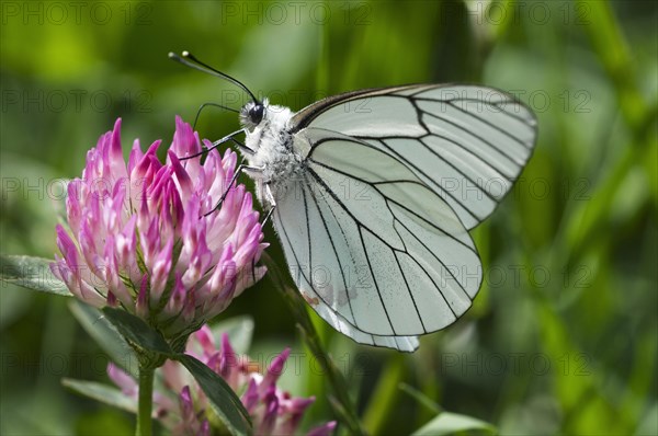 Black-veined white