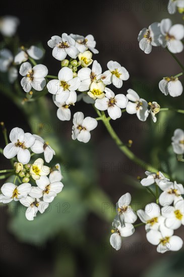 Sea kale