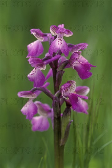 Green-winged orchid