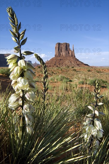 Soapweed yucca