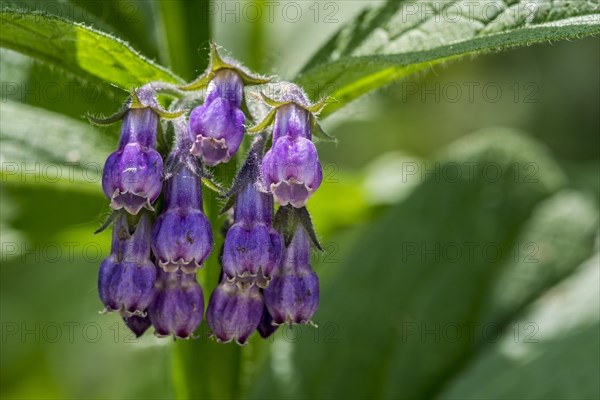 Common comfrey