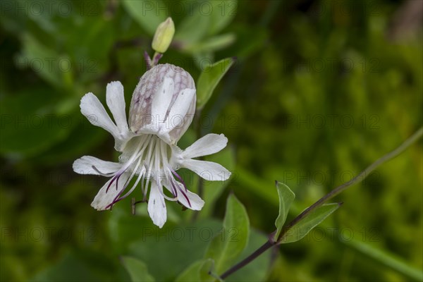 Bladder campion