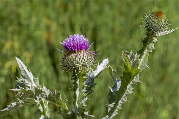 Cotton thistle