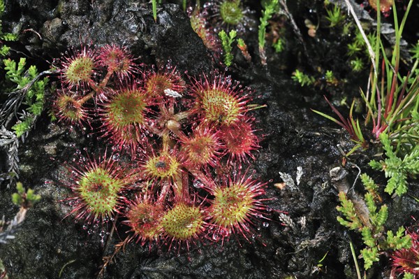 Round-leaved sundew