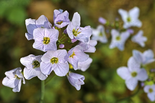 Cuckoo flower