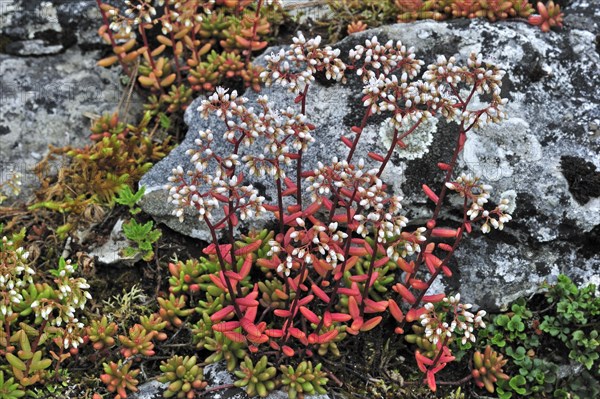 White stonecrop