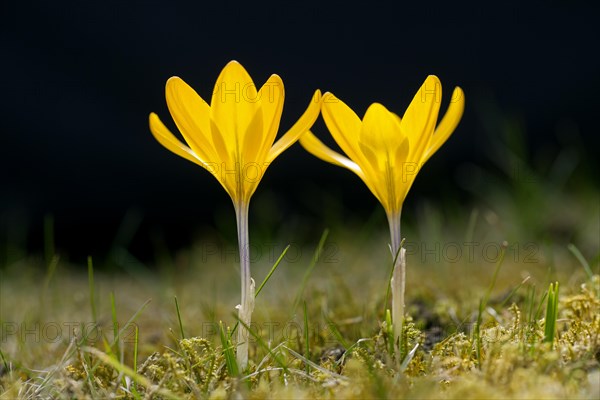 Two spring crocuses