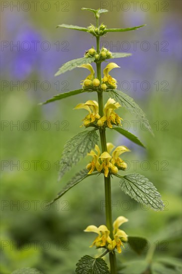 Yellow archangel